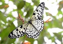 butterfly 3.jpg