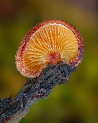 fungi-macro-photography-alison-pollack-04.jpg