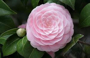 I had camelia bushes many years ago and one of them had flowers like this