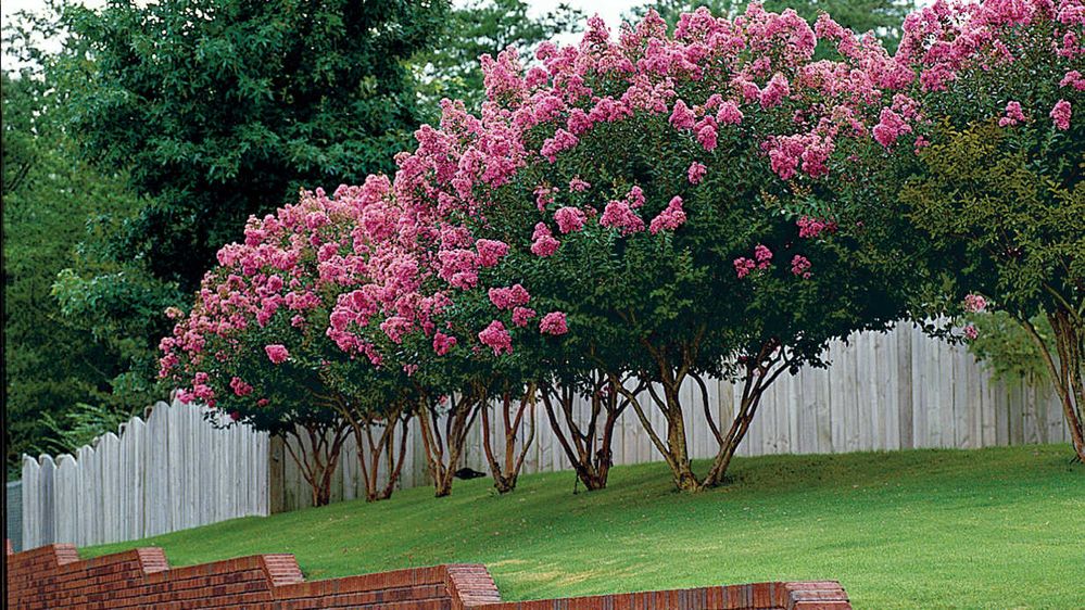 crepe myrtle trees.jpg