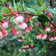 Chilean Guava in flower- gets little red fruit.