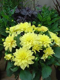 Dahlias. Roots can be eaten like potatoes.