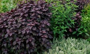 Shiso aka Perilla, a Japanese herb.