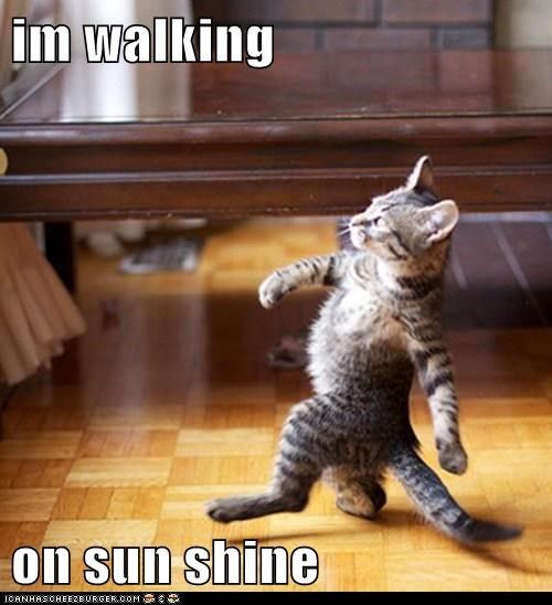 cat walking.jpeg