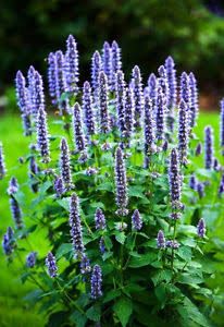 Hyssop officinalis