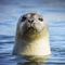 RiverSeal - profile picture