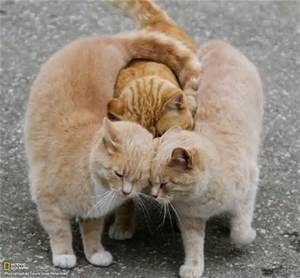 group hug kitties.jpg